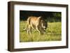 African Lion Agressive Female-Mary Ann McDonald-Framed Photographic Print