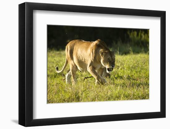 African Lion Agressive Female-Mary Ann McDonald-Framed Photographic Print