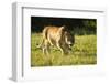 African Lion Agressive Female-Mary Ann McDonald-Framed Photographic Print