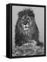 African Lion, Bozeman, Montana, USA-Joe & Mary Ann McDonald-Framed Stretched Canvas