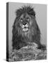 African Lion, Bozeman, Montana, USA-Joe & Mary Ann McDonald-Stretched Canvas