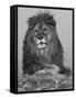 African Lion, Bozeman, Montana, USA-Joe & Mary Ann McDonald-Framed Stretched Canvas