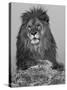African Lion, Bozeman, Montana, USA-Joe & Mary Ann McDonald-Stretched Canvas