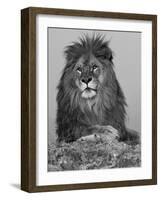 African Lion, Bozeman, Montana, USA-Joe & Mary Ann McDonald-Framed Photographic Print