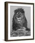 African Lion, Bozeman, Montana, USA-Joe & Mary Ann McDonald-Framed Photographic Print