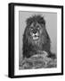 African Lion, Bozeman, Montana, USA-Joe & Mary Ann McDonald-Framed Photographic Print