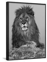African Lion, Bozeman, Montana, USA-Joe & Mary Ann McDonald-Framed Photographic Print