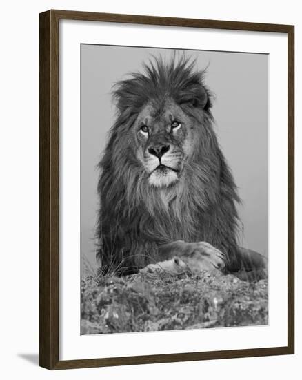 African Lion, Bozeman, Montana, USA-Joe & Mary Ann McDonald-Framed Photographic Print