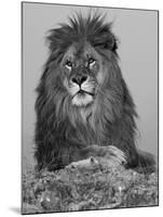 African Lion, Bozeman, Montana, USA-Joe & Mary Ann McDonald-Mounted Photographic Print