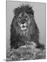 African Lion, Bozeman, Montana, USA-Joe & Mary Ann McDonald-Mounted Photographic Print