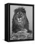 African Lion, Bozeman, Montana, USA-Joe & Mary Ann McDonald-Framed Stretched Canvas