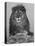 African Lion, Bozeman, Montana, USA-Joe & Mary Ann McDonald-Stretched Canvas