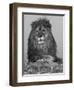 African Lion, Bozeman, Montana, USA-Joe & Mary Ann McDonald-Framed Photographic Print