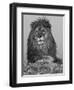 African Lion, Bozeman, Montana, USA-Joe & Mary Ann McDonald-Framed Photographic Print