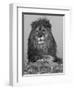 African Lion, Bozeman, Montana, USA-Joe & Mary Ann McDonald-Framed Photographic Print