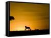 African Lion Chasing Gazelle, Masai Mara, Kenya-Joe McDonald-Framed Stretched Canvas