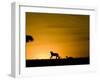 African Lion Chasing Gazelle, Masai Mara, Kenya-Joe McDonald-Framed Premium Photographic Print