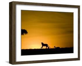 African Lion Chasing Gazelle, Masai Mara, Kenya-Joe McDonald-Framed Photographic Print