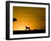 African Lion Chasing Gazelle, Masai Mara, Kenya-Joe McDonald-Framed Photographic Print