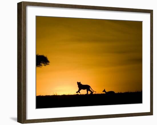 African Lion Chasing Gazelle, Masai Mara, Kenya-Joe McDonald-Framed Photographic Print