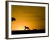 African Lion Chasing Gazelle, Masai Mara, Kenya-Joe McDonald-Framed Photographic Print