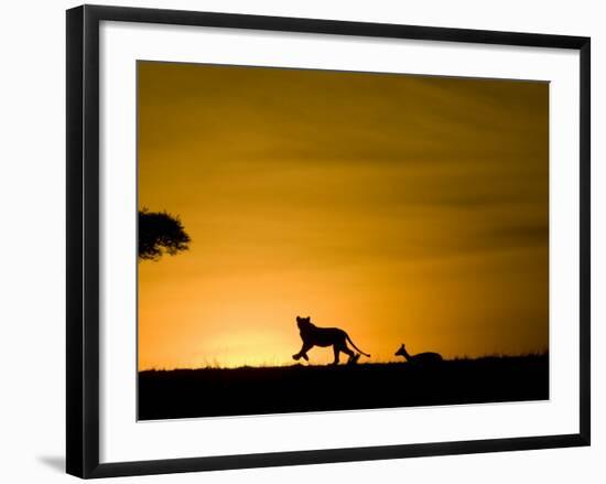 African Lion Chasing Gazelle, Masai Mara, Kenya-Joe McDonald-Framed Photographic Print