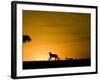 African Lion Chasing Gazelle, Masai Mara, Kenya-Joe McDonald-Framed Photographic Print