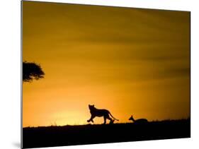 African Lion Chasing Gazelle, Masai Mara, Kenya-Joe McDonald-Mounted Photographic Print