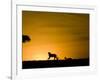 African Lion Chasing Gazelle, Masai Mara, Kenya-Joe McDonald-Framed Photographic Print