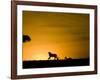 African Lion Chasing Gazelle, Masai Mara, Kenya-Joe McDonald-Framed Photographic Print