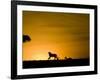 African Lion Chasing Gazelle, Masai Mara, Kenya-Joe McDonald-Framed Photographic Print