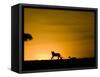 African Lion Chasing Gazelle, Masai Mara, Kenya-Joe McDonald-Framed Stretched Canvas