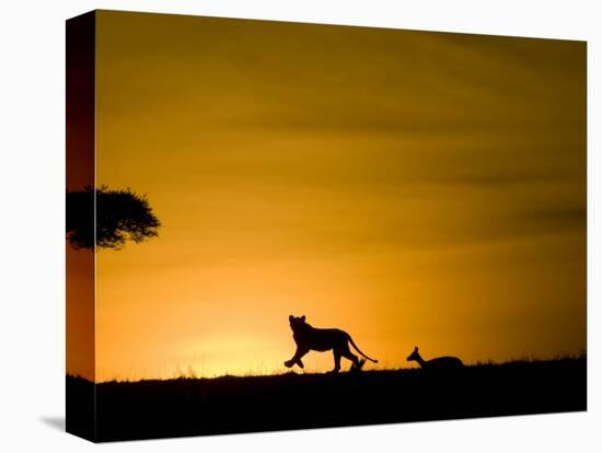 African Lion Chasing Gazelle, Masai Mara, Kenya-Joe McDonald-Stretched Canvas