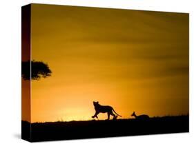 African Lion Chasing Gazelle, Masai Mara, Kenya-Joe McDonald-Stretched Canvas