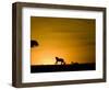 African Lion Chasing Gazelle, Masai Mara, Kenya-Joe McDonald-Framed Photographic Print