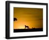 African Lion Chasing Gazelle, Masai Mara, Kenya-Joe McDonald-Framed Photographic Print