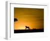 African Lion Chasing Gazelle, Masai Mara, Kenya-Joe McDonald-Framed Photographic Print