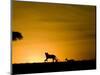 African Lion Chasing Gazelle, Masai Mara, Kenya-Joe McDonald-Mounted Photographic Print