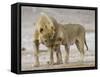 African Lion Courtship Behaviour Prior to Mating, Etosha Np, Namibia-Tony Heald-Framed Stretched Canvas