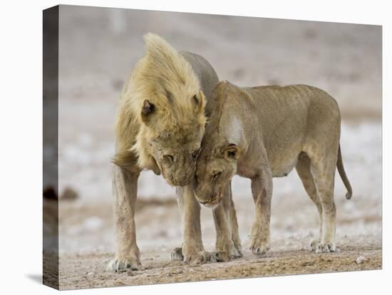 African Lion Courtship Behaviour Prior to Mating, Etosha Np, Namibia-Tony Heald-Stretched Canvas