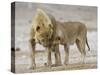 African Lion Courtship Behaviour Prior to Mating, Etosha Np, Namibia-Tony Heald-Stretched Canvas