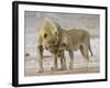 African Lion Courtship Behaviour Prior to Mating, Etosha Np, Namibia-Tony Heald-Framed Photographic Print