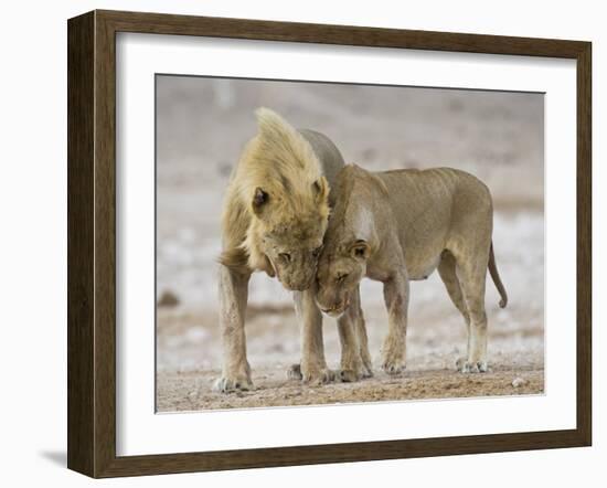 African Lion Courtship Behaviour Prior to Mating, Etosha Np, Namibia-Tony Heald-Framed Photographic Print
