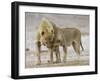African Lion Courtship Behaviour Prior to Mating, Etosha Np, Namibia-Tony Heald-Framed Photographic Print