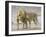 African Lion Courtship Behaviour Prior to Mating, Etosha Np, Namibia-Tony Heald-Framed Photographic Print