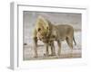 African Lion Courtship Behaviour Prior to Mating, Etosha Np, Namibia-Tony Heald-Framed Photographic Print