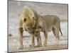 African Lion Courtship Behaviour Prior to Mating, Etosha Np, Namibia-Tony Heald-Mounted Photographic Print