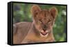 African Lion Cub-DLILLC-Framed Stretched Canvas