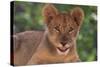 African Lion Cub-DLILLC-Stretched Canvas