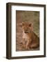 African Lion Cub-DLILLC-Framed Photographic Print